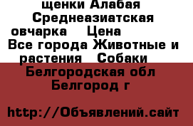 щенки Алабая (Среднеазиатская овчарка) › Цена ­ 15 000 - Все города Животные и растения » Собаки   . Белгородская обл.,Белгород г.